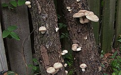 Speisepilz Workshop am 17. April 2026