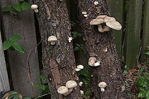 Speisepilz Workshop am 17. April 2026